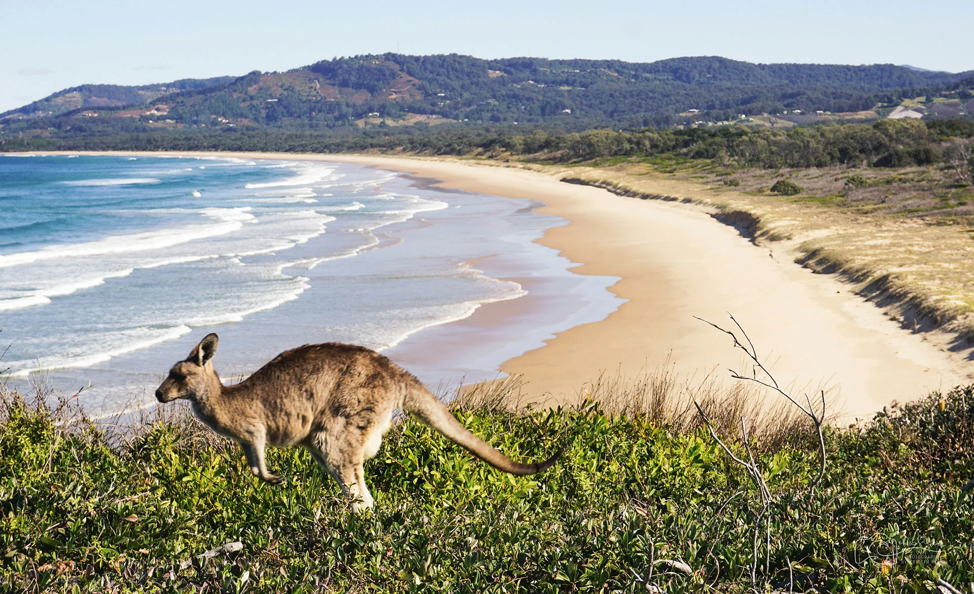 Kangaroo overlooking a sandy Australian coastline