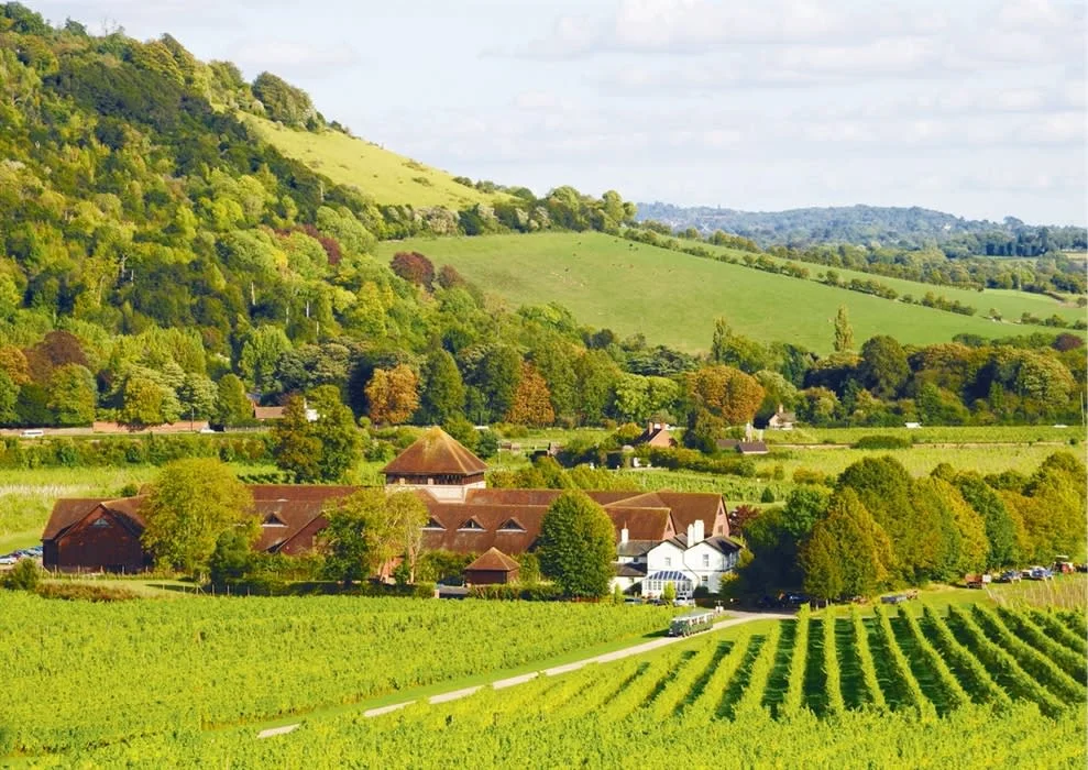 Vineyard and green hills near Box Hill in Surrey